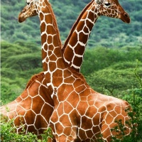 «Жирафы» обогреватель пленочный домашний очаг 500Вт - фото